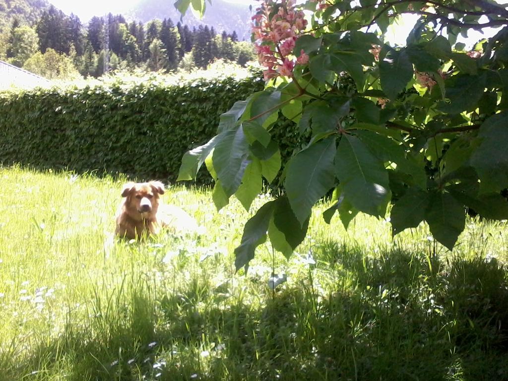 Ferienwohnung Am Pflanzgarten Ебензее Екстериор снимка